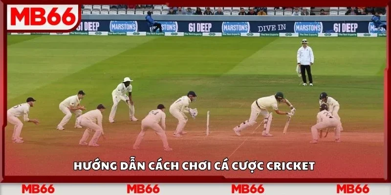 Hướng dẫn cách chơi cá cược cricket 